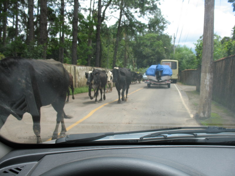 rural traffic jam