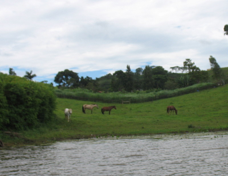 horses grazing near the water